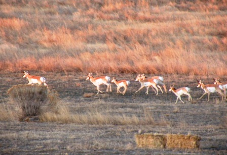 antelope herd on our pasture