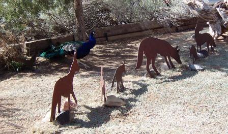 Pea Cock and steel coyotes