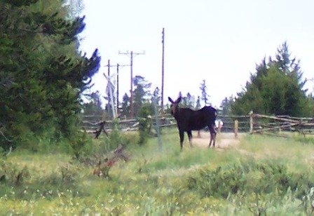 Fox Park Moose