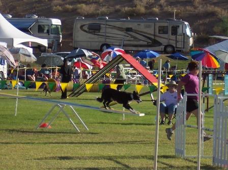 Border Collie in Mid Teeter