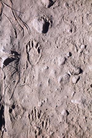 Racoon tracks