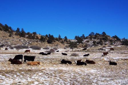 Girls of the Ranch