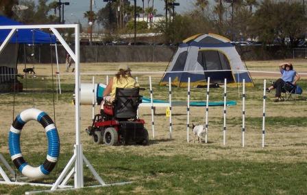 Running Dog Agility in a Wheel Chair .... Awsome!