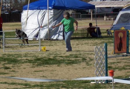 Buck going over a Dog Agility Jump