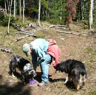 Dog water when hiking