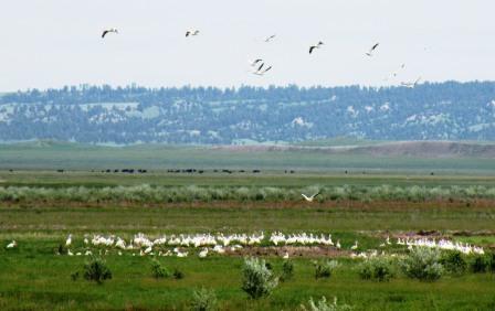 Pelican flock