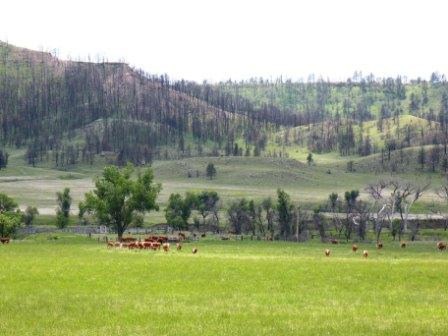 Cattle in the Black Hills