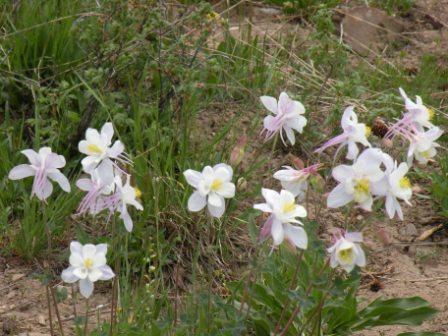 High Mountain Columbines