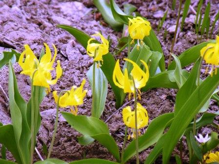 Yellow Flowers in the Mountains