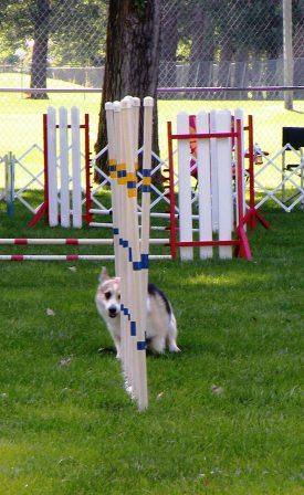 Corgi doing the weaves in Dog Agility