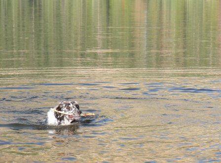 Buck Swimming in Mirror Lake in the Uintas