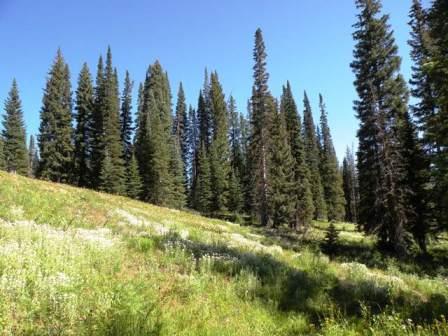 View near Meadows Campground in Routt National Forest