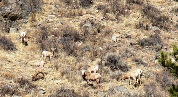 Big Horns on Poudre Canyon Motorcycle Tour