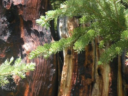 Burnt snag and new life in the Snowy Range of Wyoming