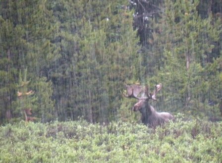 Big Colorado Moose in the rain