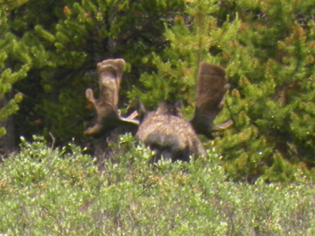 Moose on Nikon P80 with full zoom