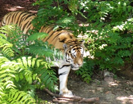 Tiger at Denver Zoo