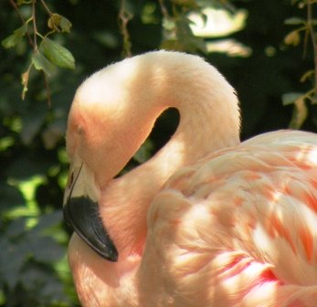 Sleeping Flamingo at the Denver Zoo