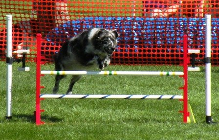 Australian Shepherd Taking an agility jump