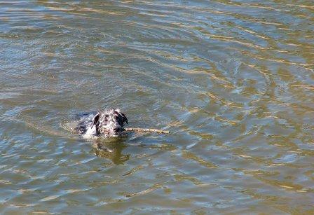 Buck taking a mountain swim